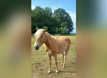 Haflinger, Jument, 1 Année, 146 cm, Bai