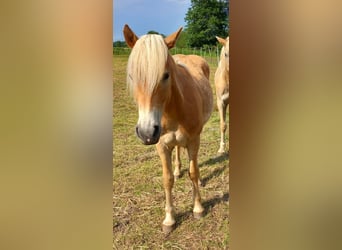 Haflinger, Jument, 1 Année, 146 cm, Bai