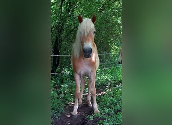 Haflinger, Jument, 1 Année, 146 cm, Bai