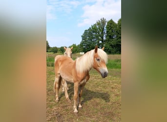 Haflinger, Jument, 1 Année, 146 cm, Bai