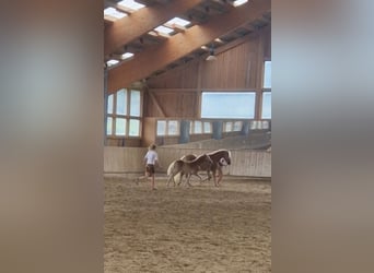 Haflinger, Jument, 1 Année, 148 cm, Alezan