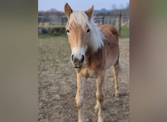 Haflinger, Jument, 1 Année, 150 cm, Alezan