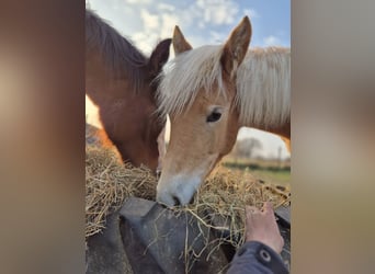Haflinger, Jument, 1 Année, 150 cm, Alezan