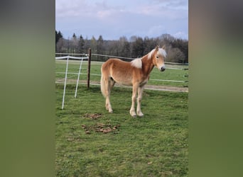 Haflinger, Jument, 1 Année, 150 cm, Alezan