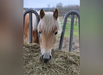 Haflinger, Jument, 1 Année, 150 cm, Alezan