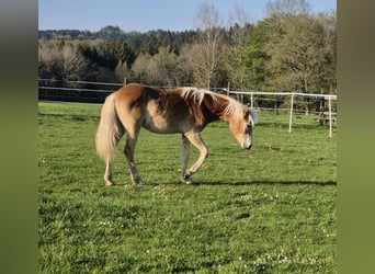 Haflinger, Jument, 1 Année, 150 cm, Alezan
