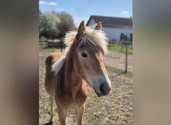 Haflinger, Jument, 1 Année, 150 cm, Alezan