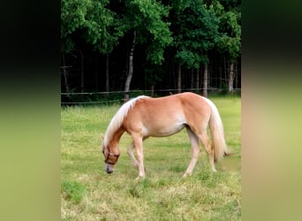 Haflinger, Jument, 1 Année, 150 cm, Alezan