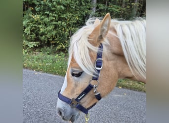 Haflinger, Jument, 1 Année, 150 cm