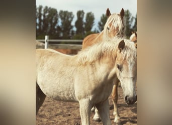 Haflinger, Jument, 1 Année, 152 cm