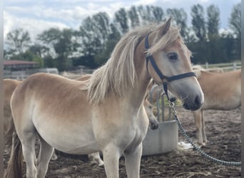 Haflinger, Jument, 1 Année, 152 cm