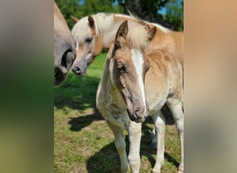 Haflinger, Jument, 1 Année, 153 cm, Alezan