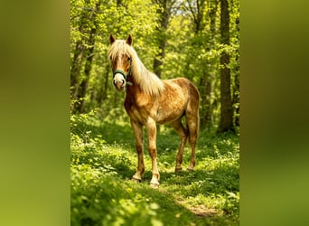 Haflinger, Jument, 1 Année, 154 cm, Alezan