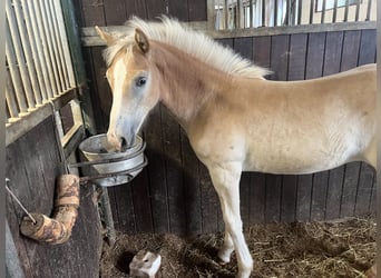 Haflinger, Jument, 1 Année, 154 cm, Alezan