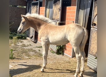 Haflinger, Jument, 1 Année, 154 cm, Alezan