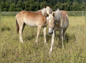 Haflinger, Jument, 1 Année, 155 cm