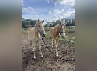 Haflinger, Jument, 1 Année, 155 cm
