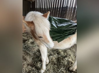 Haflinger, Jument, 1 Année, Alezan