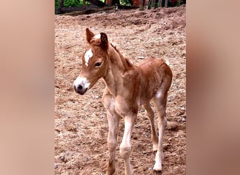 Haflinger, Jument, 1 Année, Alezan