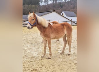 Haflinger, Jument, 1 Année, Alezan