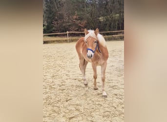 Haflinger, Jument, 1 Année, Alezan