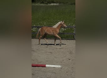Haflinger, Jument, 1 Année, Alezan