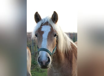 Haflinger, Jument, 1 Année