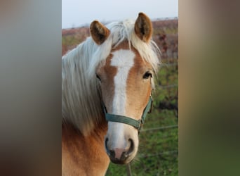 Haflinger, Jument, 1 Année