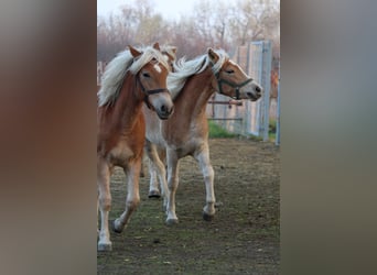 Haflinger, Jument, 1 Année