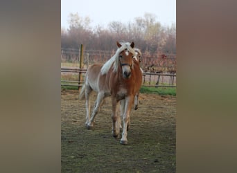 Haflinger, Jument, 1 Année