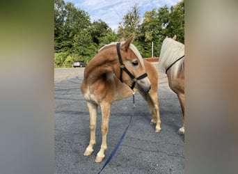 Haflinger, Jument, 1 Année