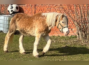 Haflinger Croisé, Jument, 20 Ans, 138 cm, Alezan