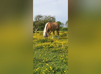 Haflinger, Jument, 20 Ans, 142 cm