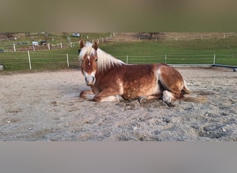 Haflinger, Jument, 20 Ans, 143 cm, Palomino