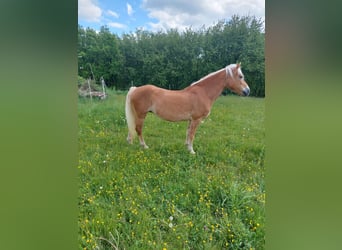 Haflinger, Jument, 20 Ans, 151 cm, Alezan