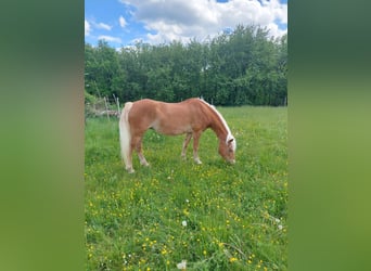 Haflinger, Jument, 20 Ans, 151 cm, Alezan