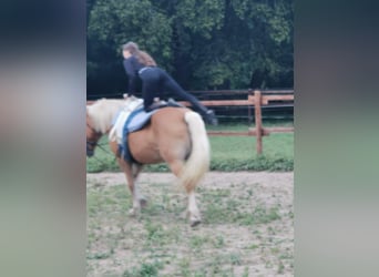 Haflinger, Jument, 20 Ans, 152 cm, Alezan