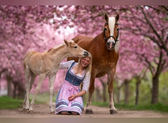 Haflinger, Jument, 21 Ans, 143 cm