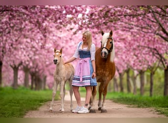 Haflinger, Jument, 21 Ans, 143 cm