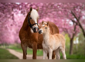 Haflinger, Jument, 21 Ans, 143 cm