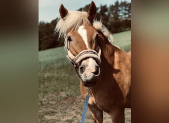 Haflinger, Jument, 23 Ans, 144 cm, Bai clair