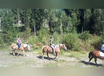 Haflinger, Jument, 26 Ans