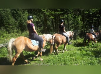 Haflinger, Jument, 27 Ans