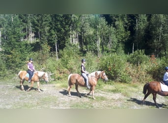 Haflinger, Jument, 27 Ans