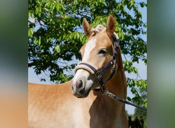 Haflinger, Jument, 2 Ans, 139 cm
