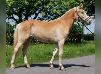 Haflinger, Jument, 2 Ans, 139 cm