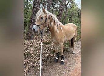 Haflinger, Jument, 2 Ans, 143 cm, Alezan