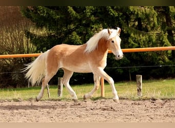 Haflinger, Jument, 2 Ans, 146 cm, Alezan