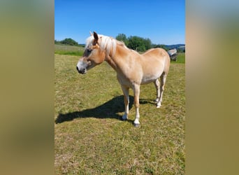 Haflinger, Jument, 2 Ans, 146 cm, Alezan