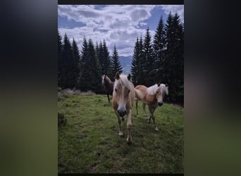 Haflinger, Jument, 2 Ans, 147 cm, Alezan